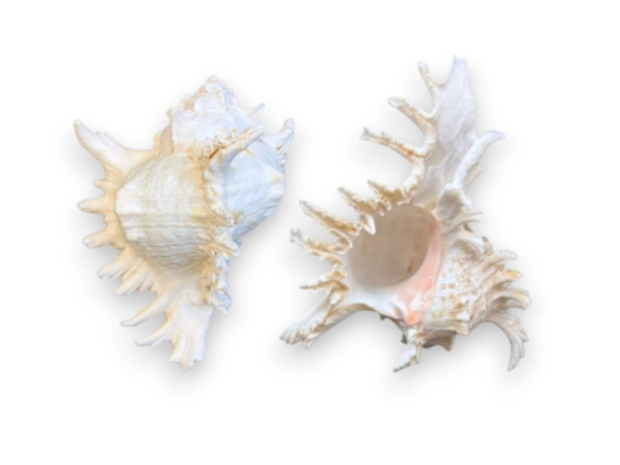 MUREX RAMOSUS 2 MIDES