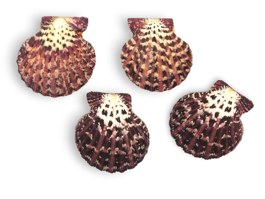 PECTEN RADULA PAREJA 08cm pack 25