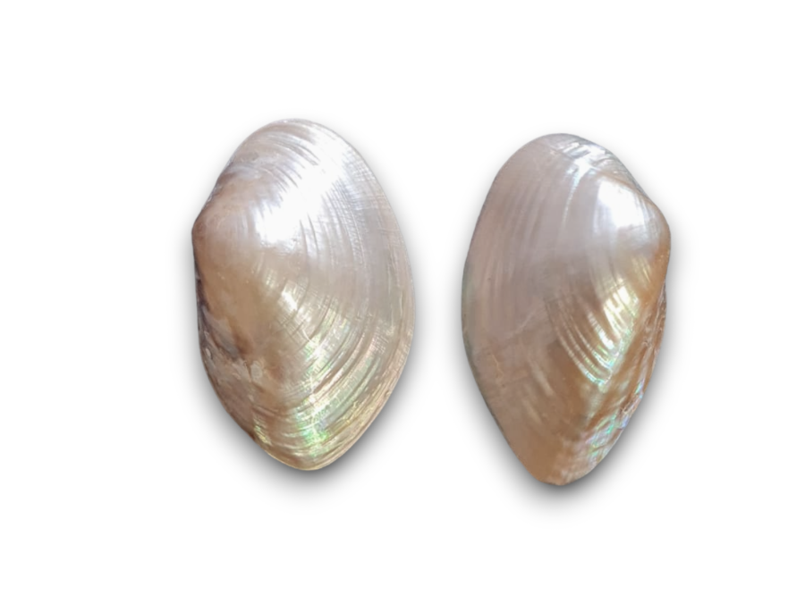 MACABE PAREJA NACAR 10cm pack 12