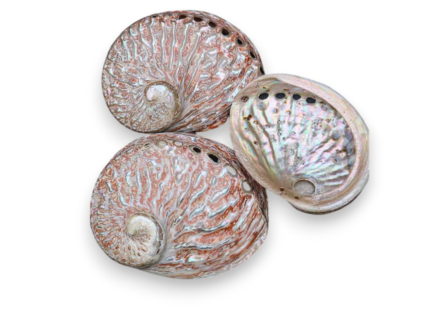 HALIOTIS MIDAE ROJO PUIDO 14-15cm