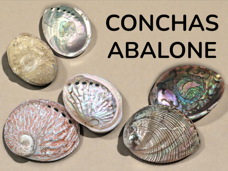 CONCHAS ABALONE --->>