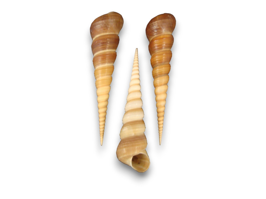 TEREBRA TURRITELLA 10-12cm pack 25