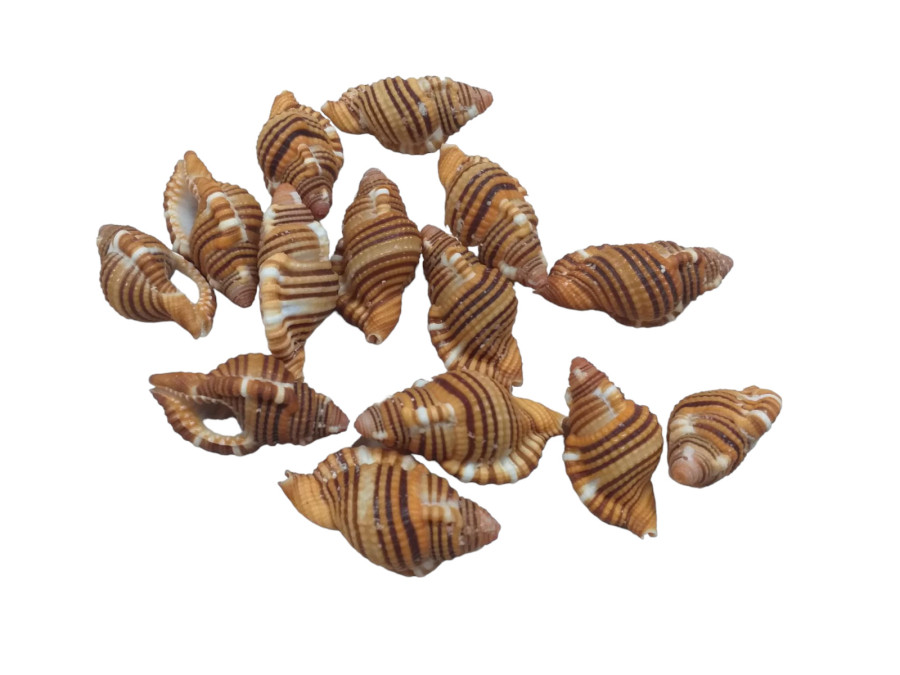 CYMATIUM HEPATICUM 03cm