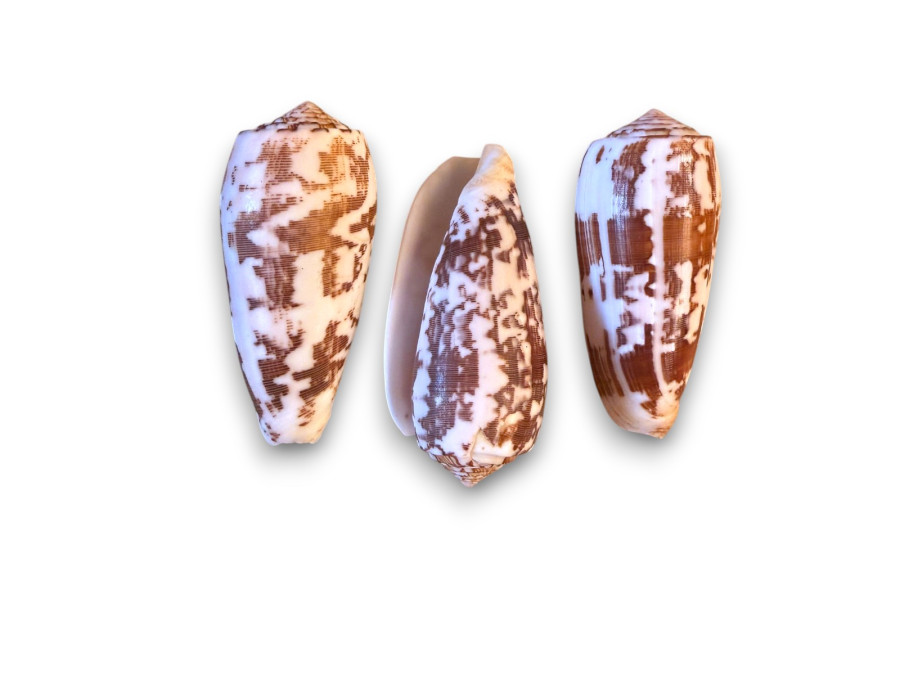 CONUS STRIATUS 08-09cm Pack 25