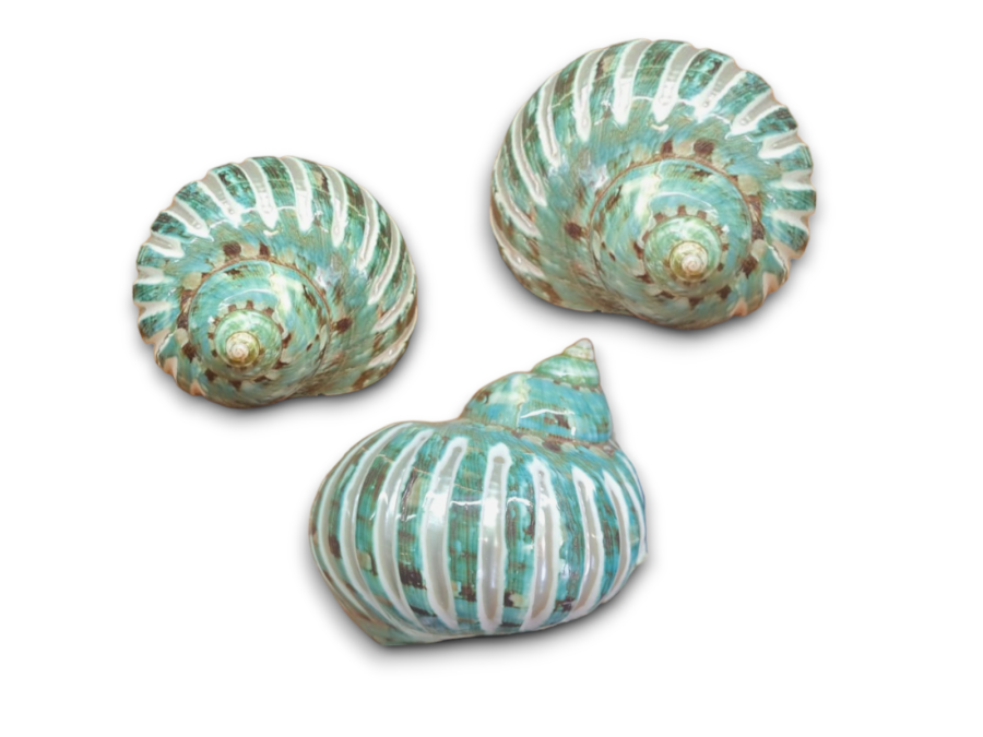 TURBO IMPERIAL STRIPE 8,75cm pack 5