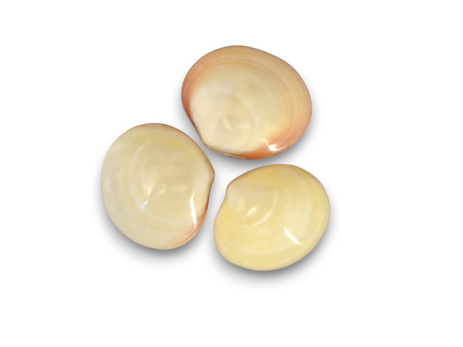 CLAM TIGRINA ROSA PULIDA 09cm pack 25