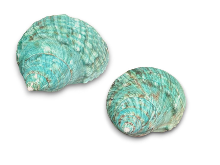 TURBO VERDE NATURAL 8,5cm-10cm pack 5