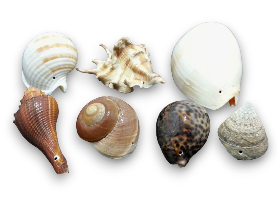 CONCHAS CON AGUJERO SUELTAS