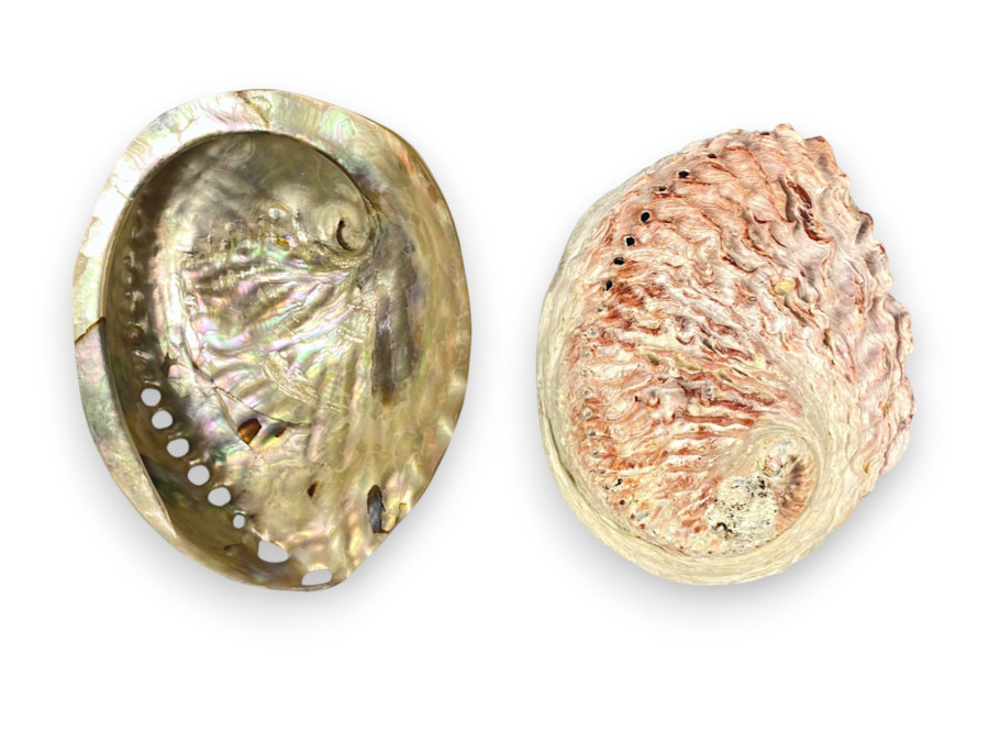 HALIOTIS MIDAE ROJO NATURAL 14cm pack 5