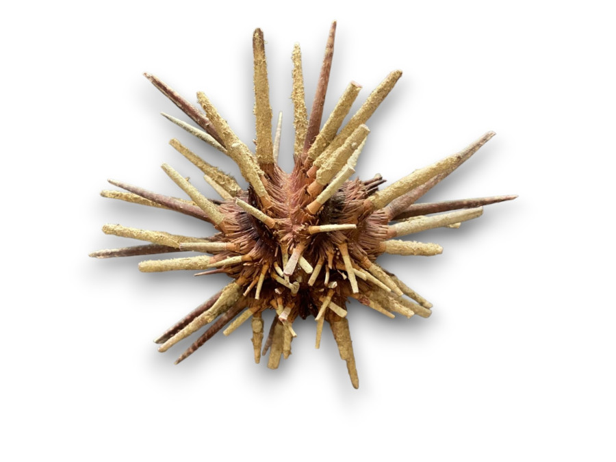 ERIZO SPUTNIK 12-15cm