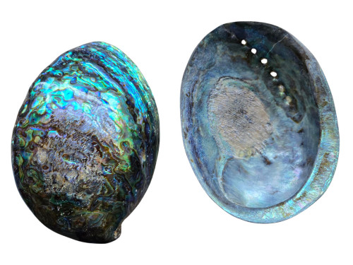 HALIOTIS IRIS PAWA 2 MEDIDAS