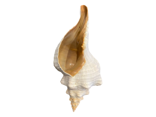 PLUEROCOPA GIGANTEA 30-25cm