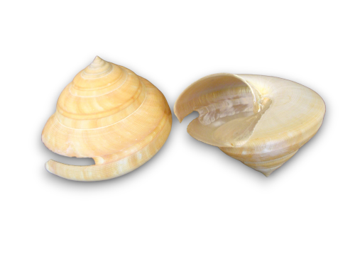 PDEROTROCHUS TERAMACHI 10-11cm