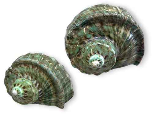 TURBO MARMORATUS VERDE