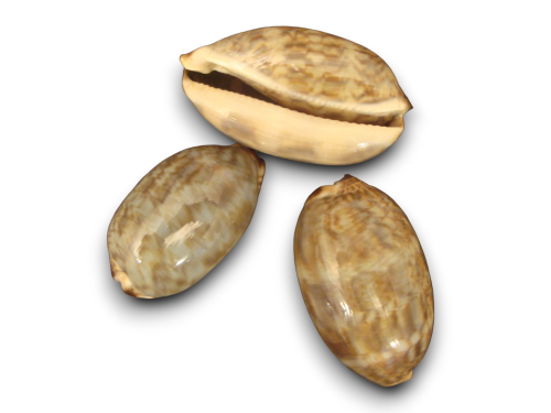 CYPRAEA CEBRA 04-05cm Pack 25