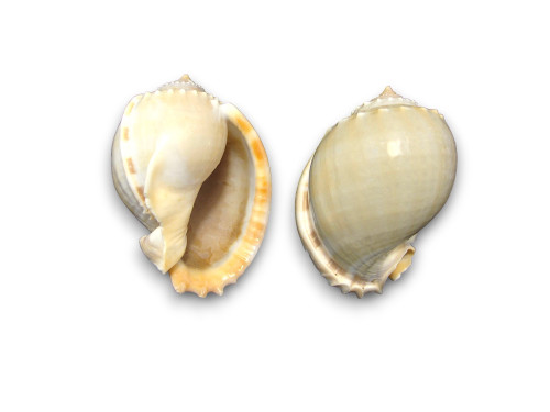 CASSIS BANDATUM 08-10cm pack 25