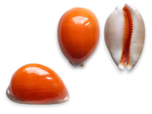 CYPRAEA AURANTIUM 09m