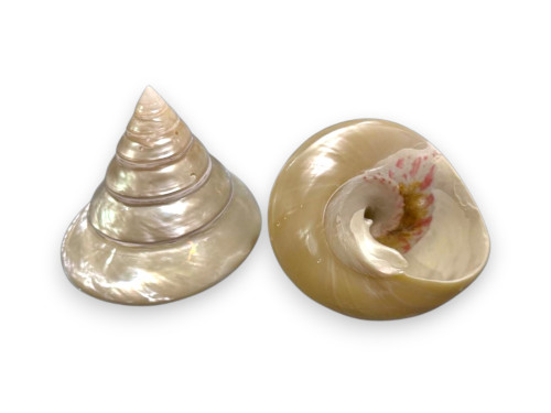 TROCHA NACAR 10-12cm