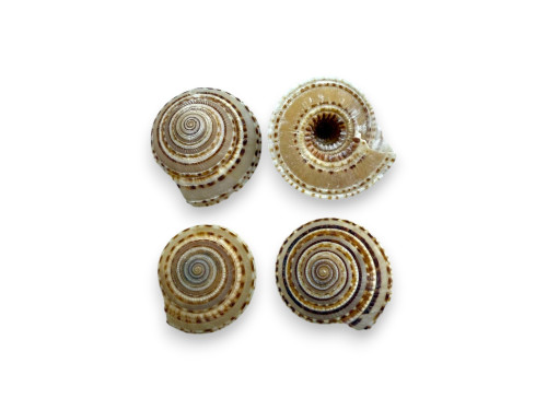 ARQUITECTONICA 03cm pack 25