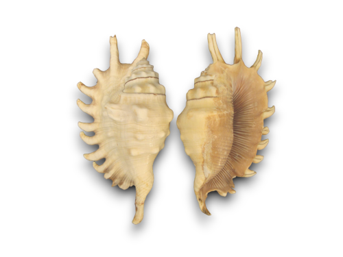 LAMBYS MILLEPEDA 13-14cm pack 25