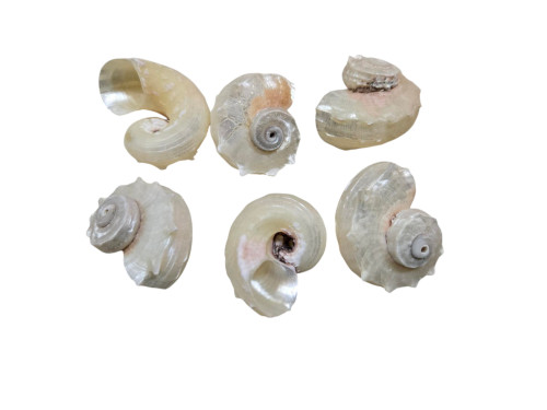 ANGARIA NACAR pack 50