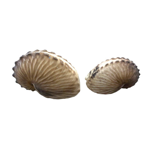 ARGONAUTA GIANTS 07-08cm