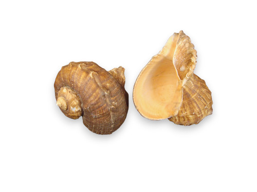 RAPANA TOMASIATA 09-10cm pack 25