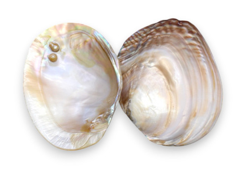 MASEO PERLAS 14-16cm pack 12