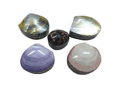 B039 CAJA SHELL ASSORTED 05-07cm pack 12