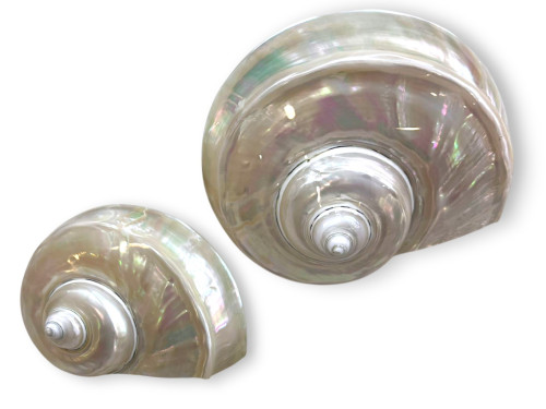 TURBO MARMORATUS NACAR